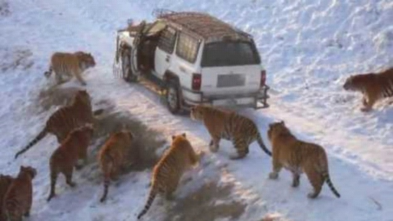 Tigers Feeding At The Harbin Tiger Park In Harbin, China
