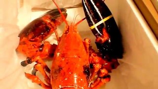 GIANT LOBSTER KONG # 2  - 13.8 lbs  11-25-08 w/ BLACK & RED CLAWS