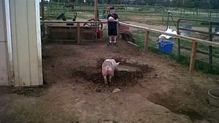 Fair Pigs 4-19-2010
