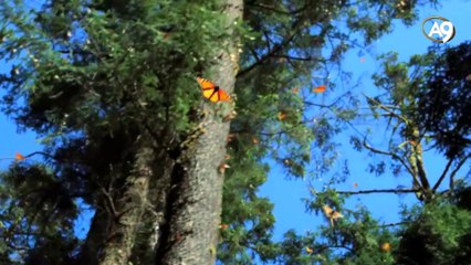 Hayvanların gizemli yolculukları: göç