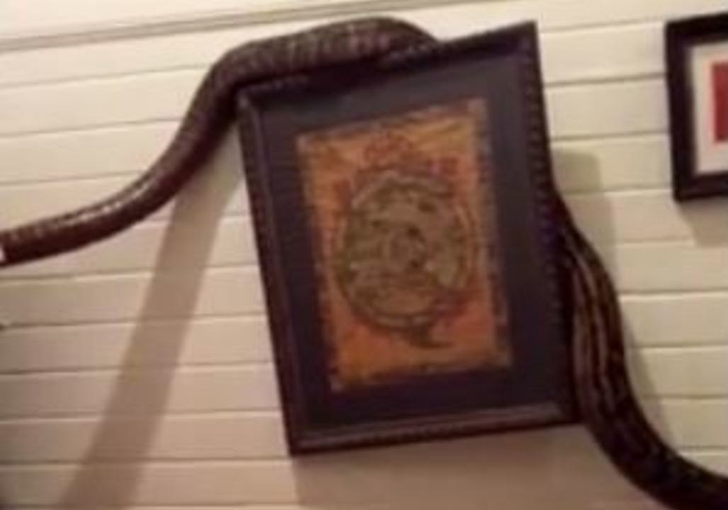 Monster Python Makes Terrifying Morning Visit to Woman's House