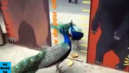 Crazy Funny Animals vs Mirrors Compilation 2014