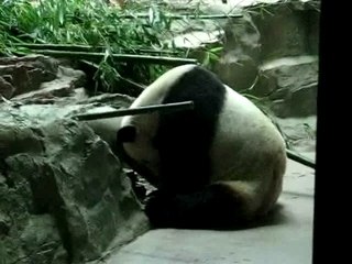 Tian Tian Uses His Head