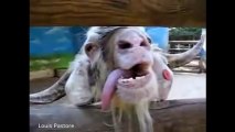 Funny Goats Videos - CRAZY Goats Screaming like Humans 2015 [NEW]