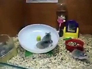 FUNNY HAMSTER GO CRAZY FAIL   HeimfeldCrew