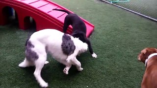 Dogs Playing: Bruno at Play - Pet Camp