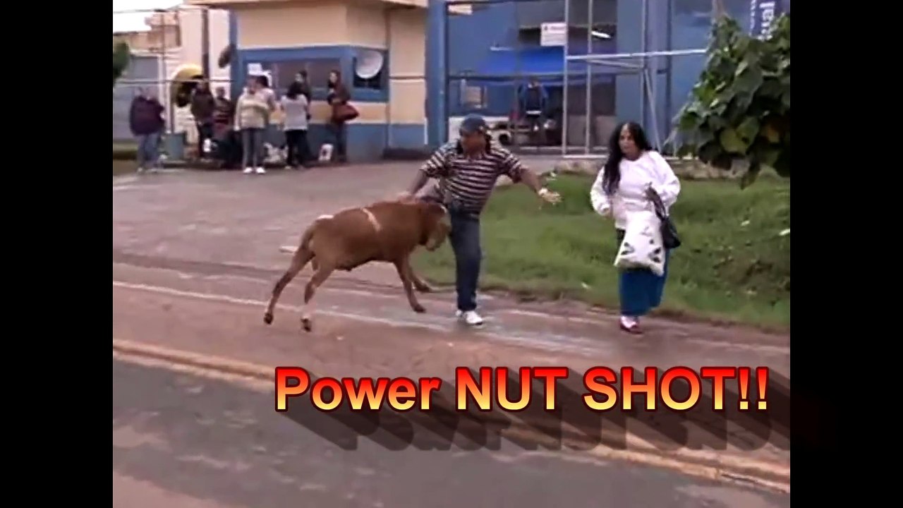 Hilarious!! Crazy Ass Goat Terrorizes People in the streets! Real Life Mountain Dew attack Goat!