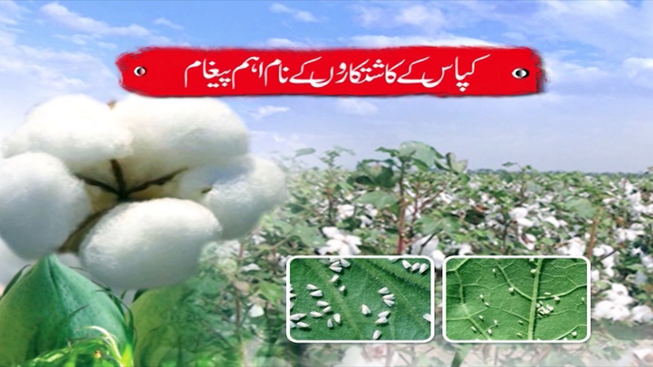 Cotton White Fly ka Insdad 13-06-16