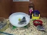 crazy hamsters playing!