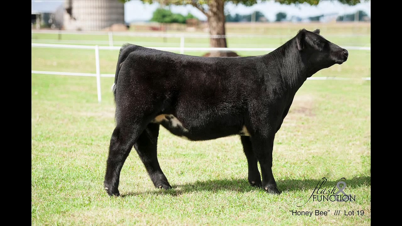 Honey Bee | Flash & Function | Lot 19