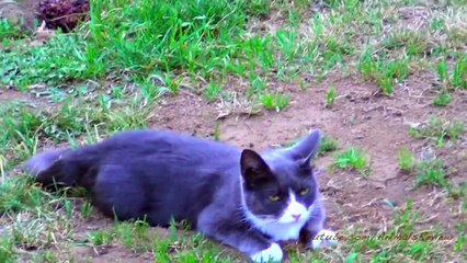 Cat Farting Like Crazy