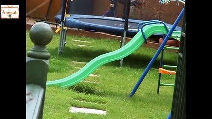 Funny Animal Videos - Crazy Dogs Fails Compilation 2015 - Animals TV