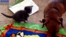 Funny Animal Videos ► When crazy Dogs and Cats in together 2015 ► Animals TV