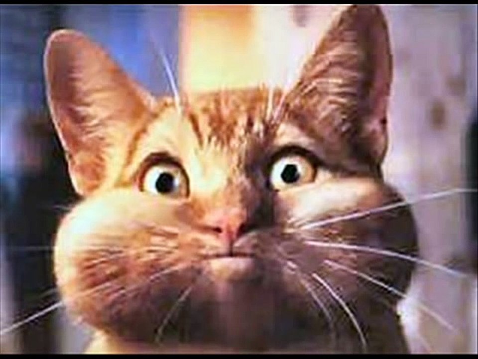 Crazy Funny Cats