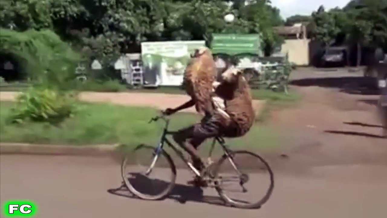 FUNNY Videos & Crazy Clips ★ JANUARY 2016 Compilation ★ FailCity