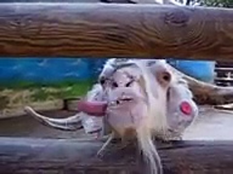 Funny Crazy Goat