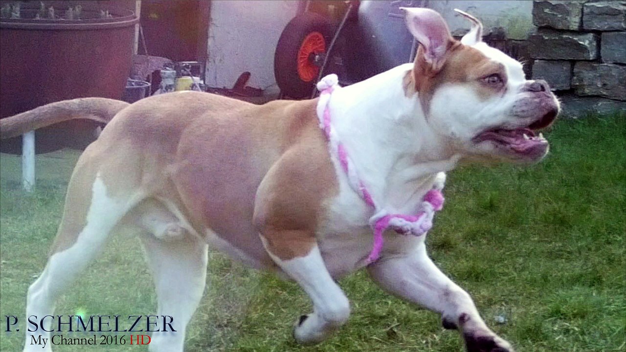 Bulldogge in Action Olde English Bulldog