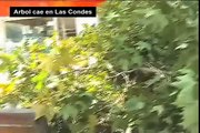 Caída de árbol causa estragos en Las Condes  24 02 10