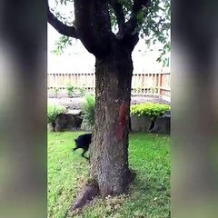 Oyunbaz yavru sincap