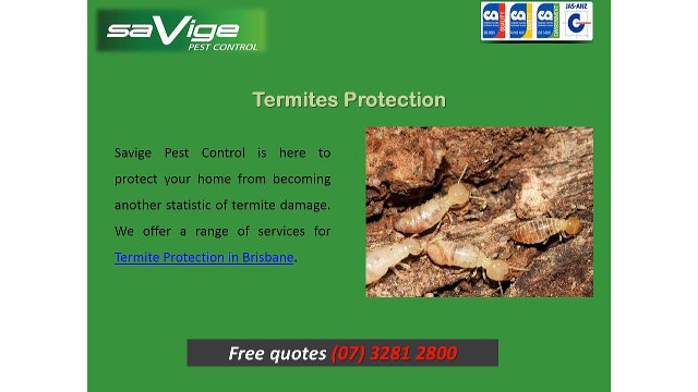 Termite Protection in Brisbane from Savige Pest Control