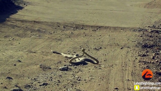 2 serpents mambas noirs se battent en plein milieu de la route ! Combat impressionnant