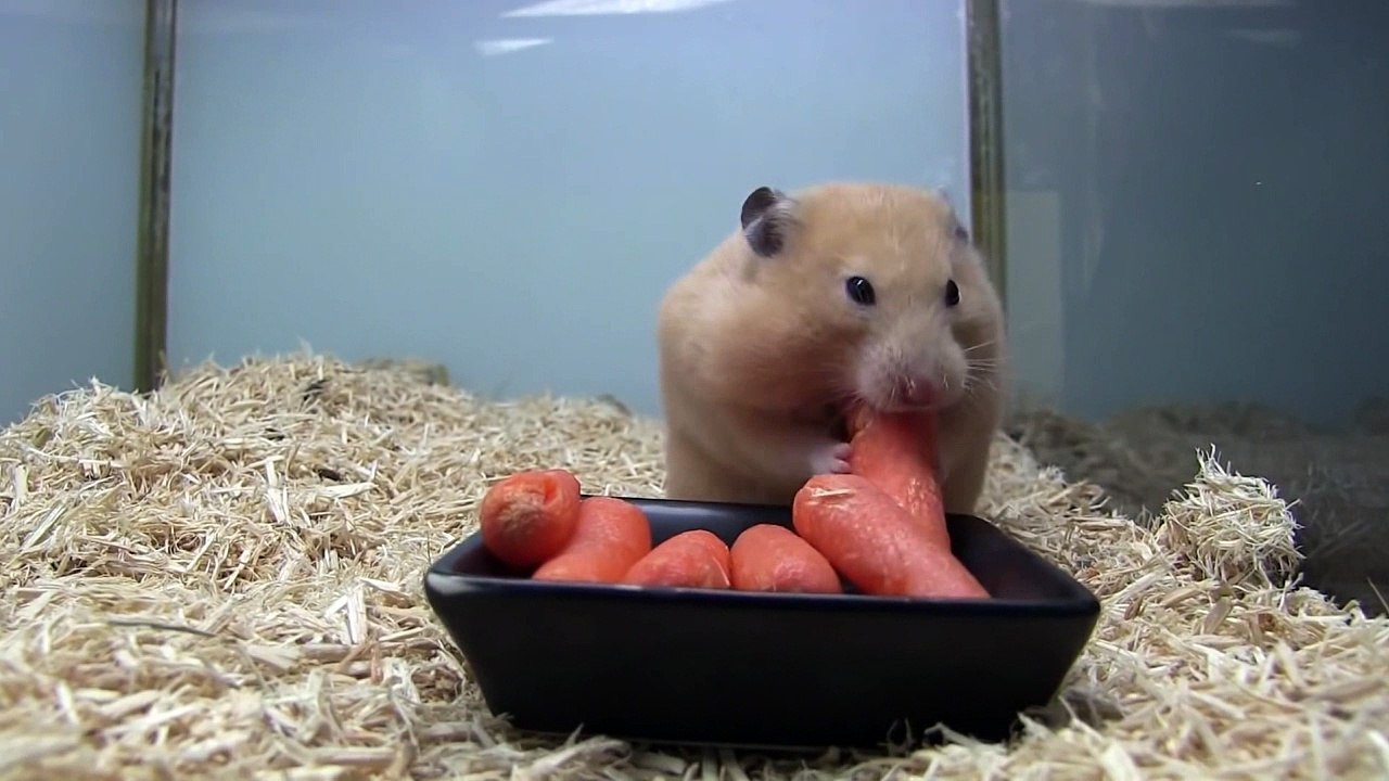 Aç gözlü komik hamster havuç yiyor