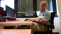 Des employés travaillent avec leur chien au boulot