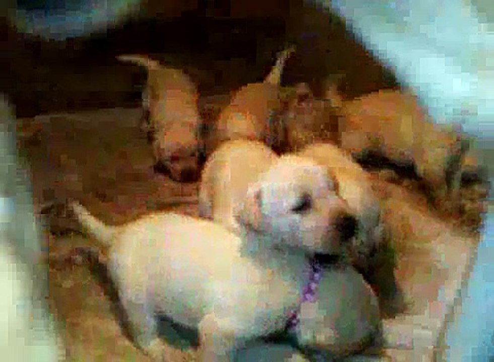 labradores de 25 dias de nacidos en venta DF