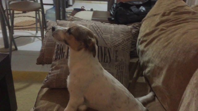 Réactions en or d'un chien devant un film d'horreur