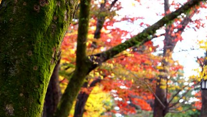 きもの心丸十　天音庵プロモーションビデオ