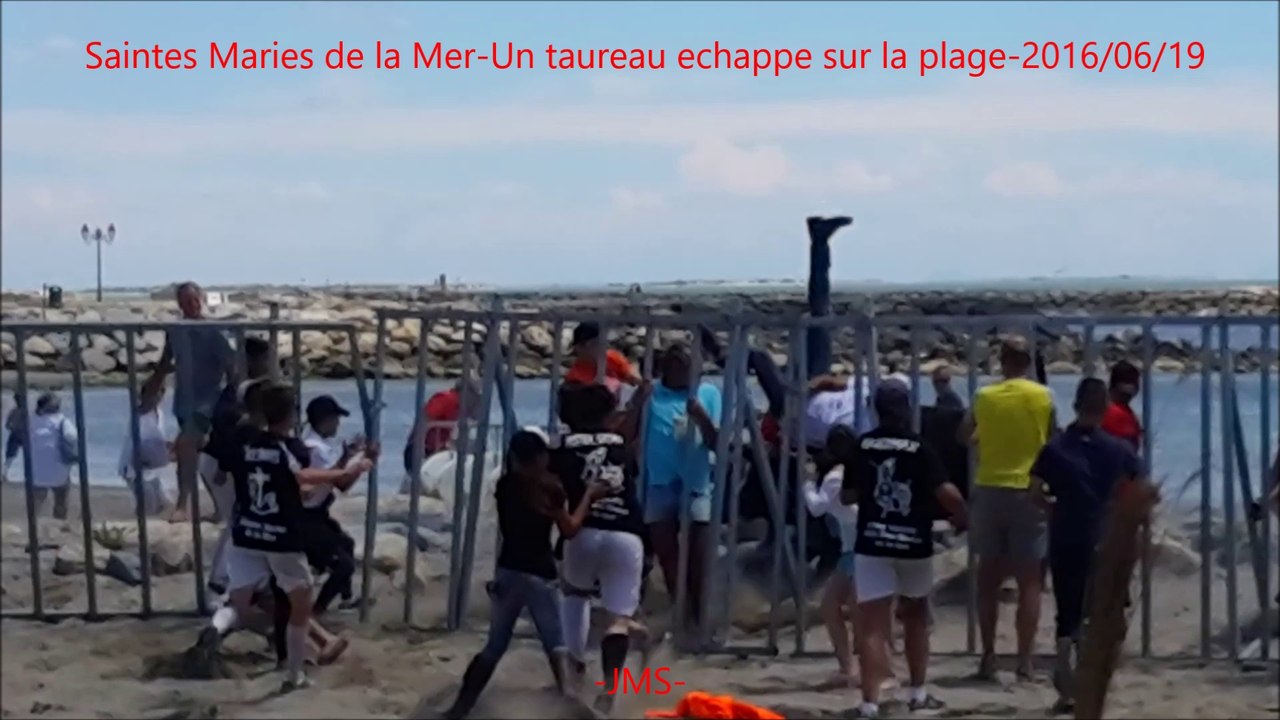 Saintes Maries de la Mer-Un taureau echappe sur la plage-fete votive-2016/06/19
