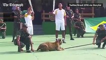 Brésil : un jaguar sacrifié après le passage de la torche olympique...