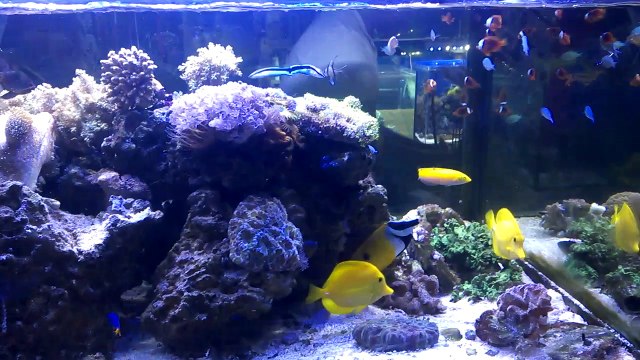 a reef aquarium in pet shop Adana TURKEY- Adana'da akvaryumcudaki reef akvaryumu