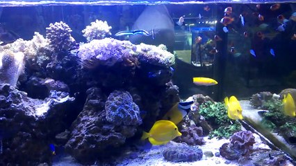 a reef aquarium in pet shop Adana TURKEY- Adana'da akvaryumcudaki reef akvaryumu