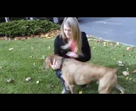 Zaid Ali Funny Videos Compilation Desi Vines White people vs Brown people with dogs