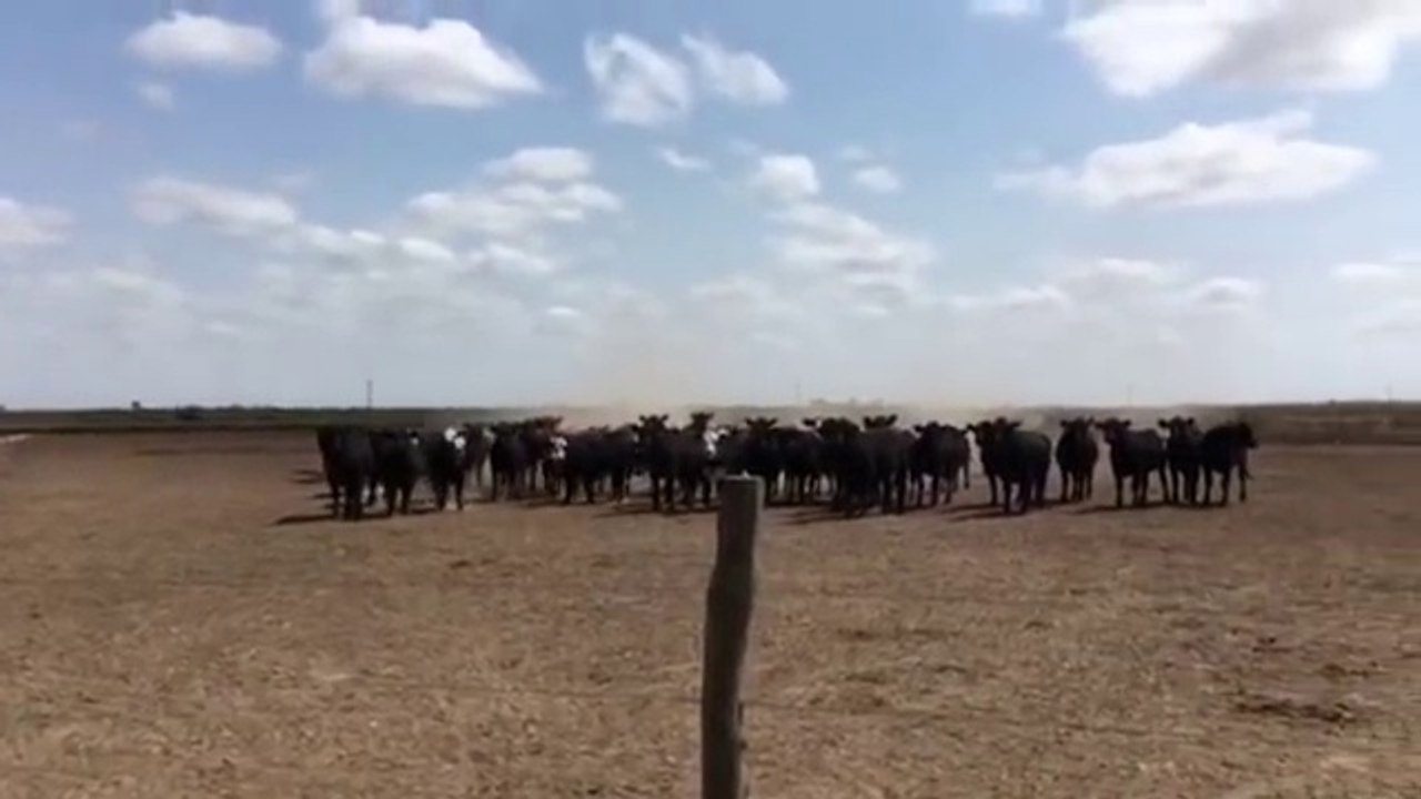 Ces vaches arrêtent de manger quand il joue du saxophone et l'écoutent !