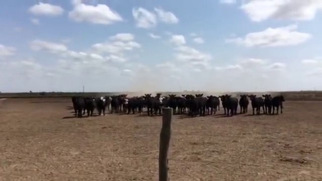 Ces vaches arrêtent de manger quand il joue du saxophone et l'écoutent !