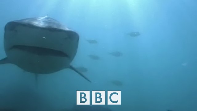 BBC Поле битвы. Акулы