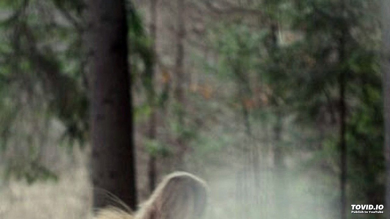 Ehsan Sehgal Two Prose Poems-Pixel and Wisdom-My Flower Beauty