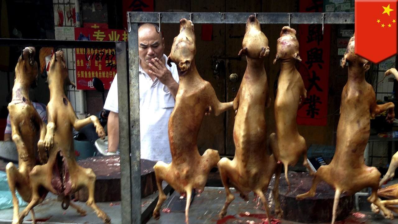 Chinese dog meat: dogs and cats rescued from being killed, eaten before ...