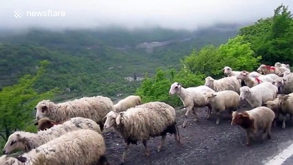 Large flock of sheep block road