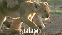 BBC Поле битвы. Львы