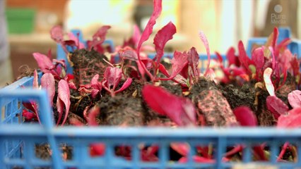 Sowing,harvesting, cooking  for the VNG congres.