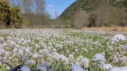Des  plantes pour la chimie verte