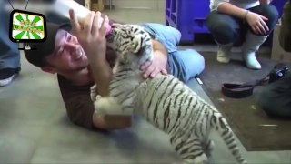 Tiger Cubs ★ Cute Tiger Cubs (HD) [Epic Laughs]