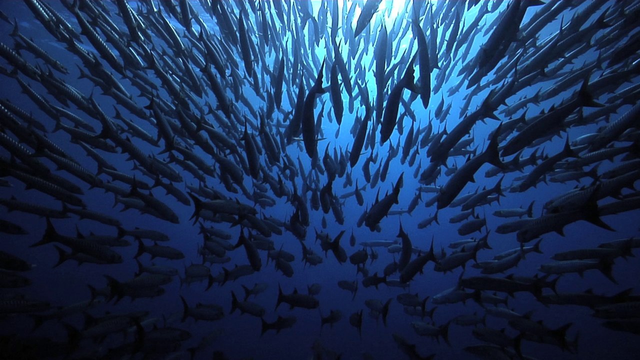 « Comme un poisson dans l’eau »