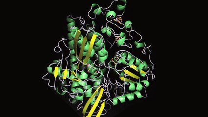 « Des enzymes pleines d’énergie »