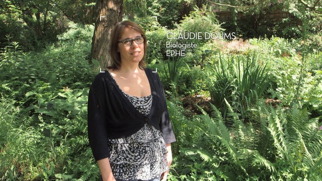 « Des fourmis bien orientées »