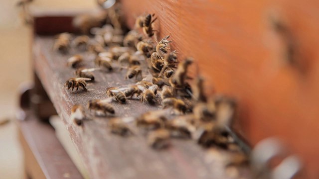 « L’énergie des abeilles »