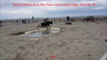 Saintes Maries de la Mer-Fete votive-Vaches plage-fete votive-2016-06-18